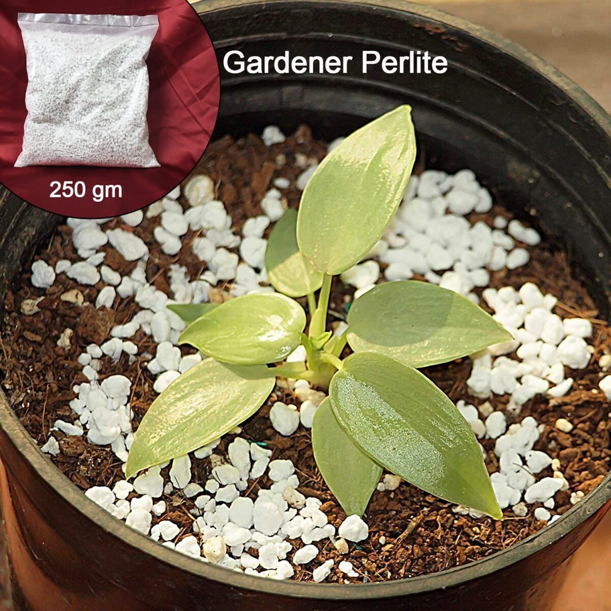 Paradise Perlite for Hydroponics & Horticulture Terrace Gardening Soil Conditioner (250 GM) - Image 2