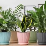 Round Flower Pot with Bottom Tray (5 Pcs Set / Small / 14×16 Cm) - Image 3