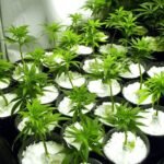Paradise Perlite for Hydroponics & Horticulture Terrace Gardening Soil Conditioner (250 GM) - Image 4