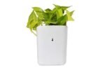 Plastic Vertical Hanging Planter Pot, Multicolour, - Image 4