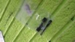 Portable Universal Detachable Zipper Slider (1 Pc / Big) - Image 9